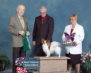 Top Papillon Vet